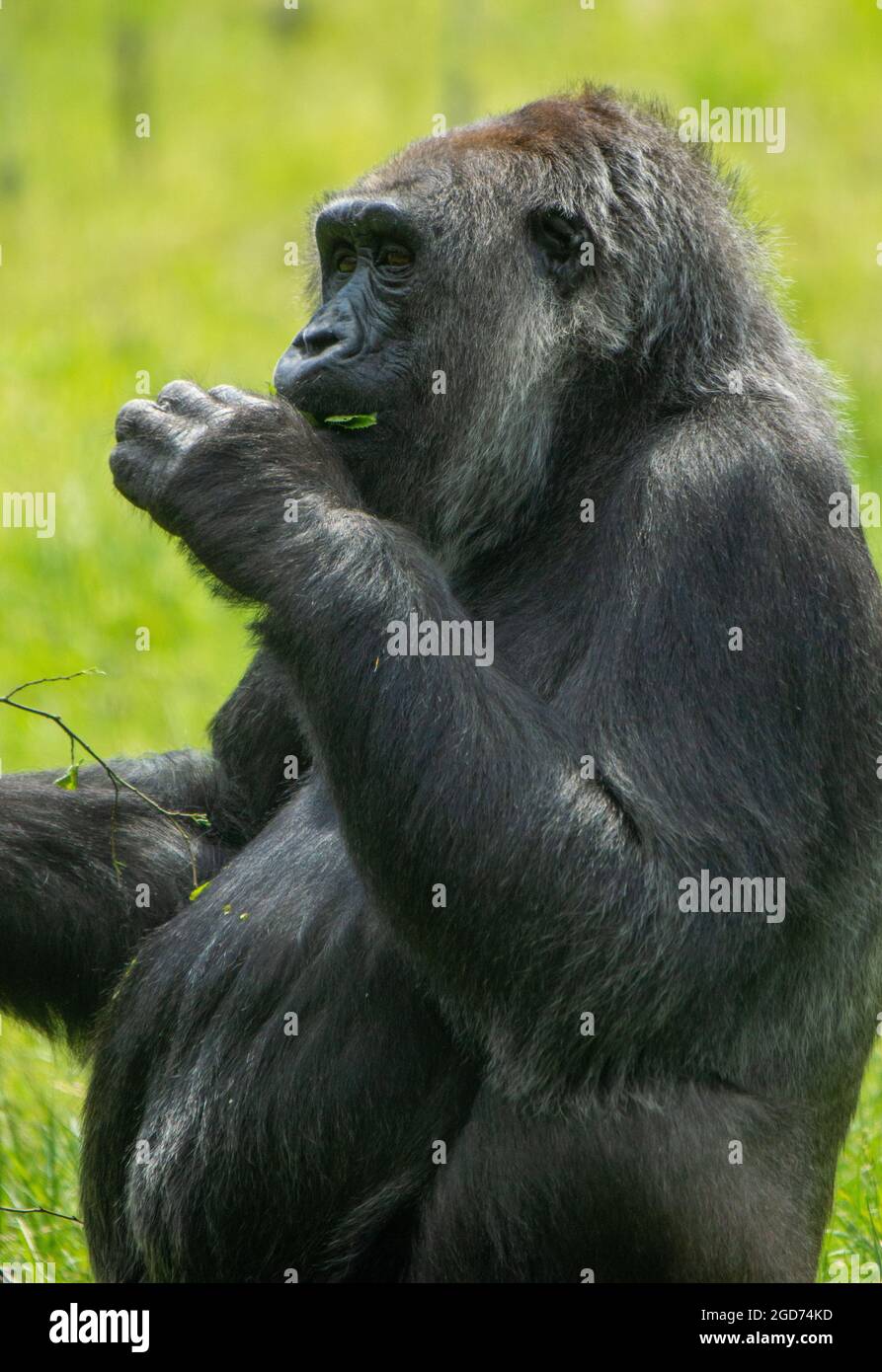 Gorilla, die in der Sonne isst Stockfoto