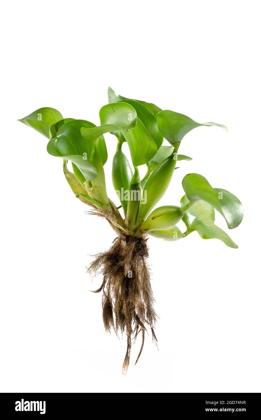 Wasserhyazinthe (Eichhornia crassipes). Pflanze mit Blättern isoliert auf weißem Hintergrund Stockfoto