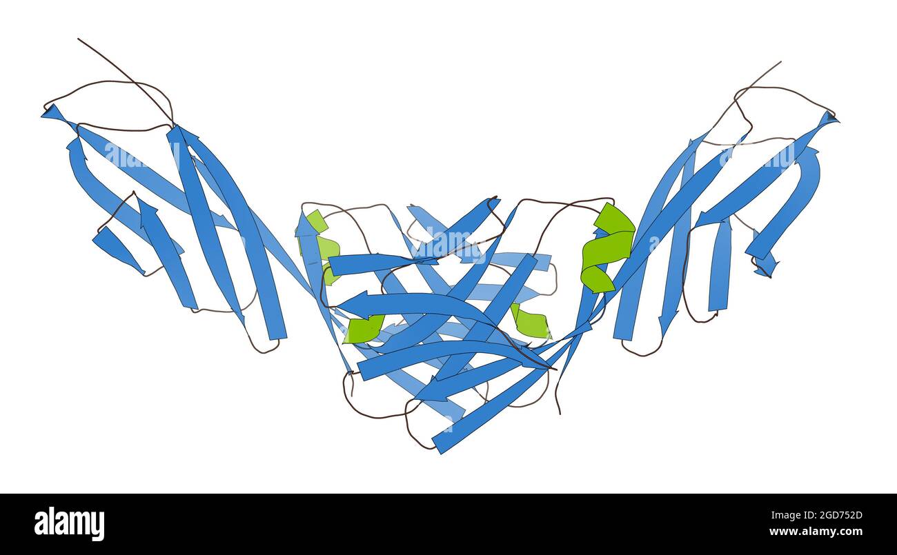 CD4-Oberflächenprotein. 3D-Illustration. Stockfoto