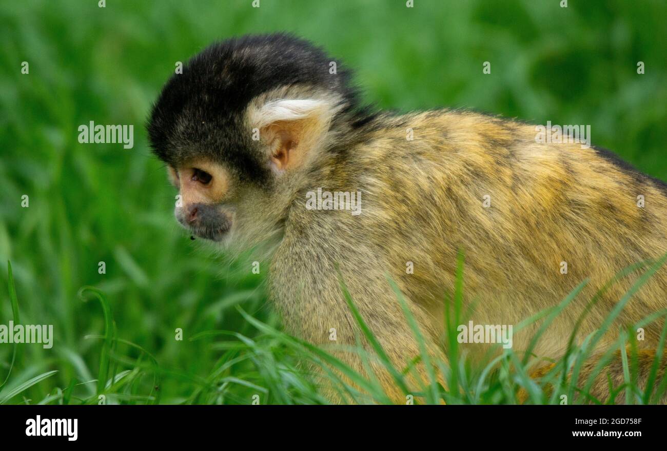 Eichhörnchen Affe auf dem Boden Stockfoto
