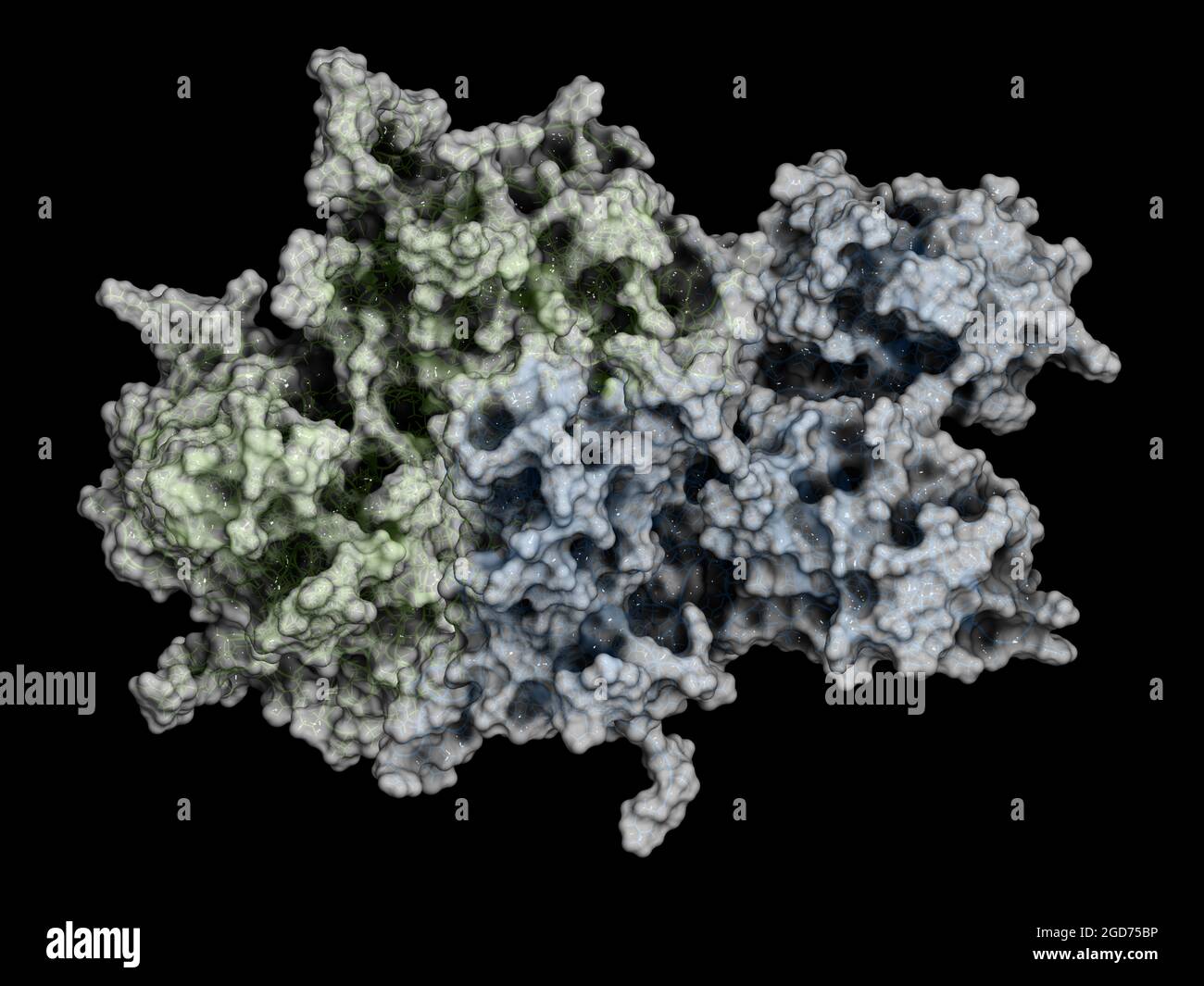 Koagulationsfaktor VIII (FVIII)-Protein, 3D-Rendering. Stockfoto