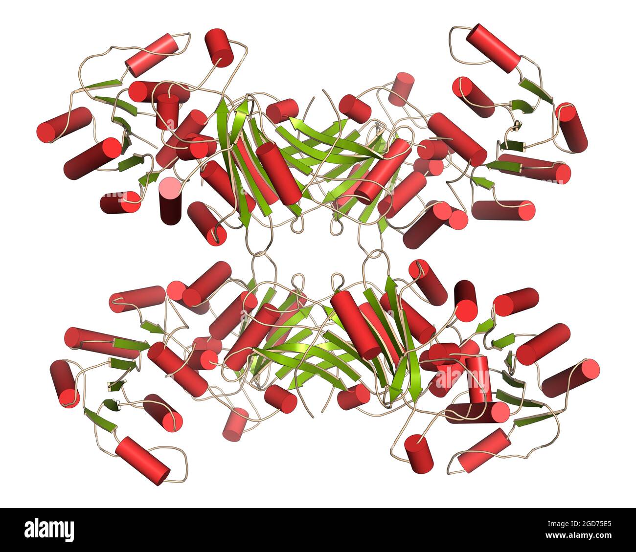 Glucose 6 Phosphat Dehydrogenase Mangel