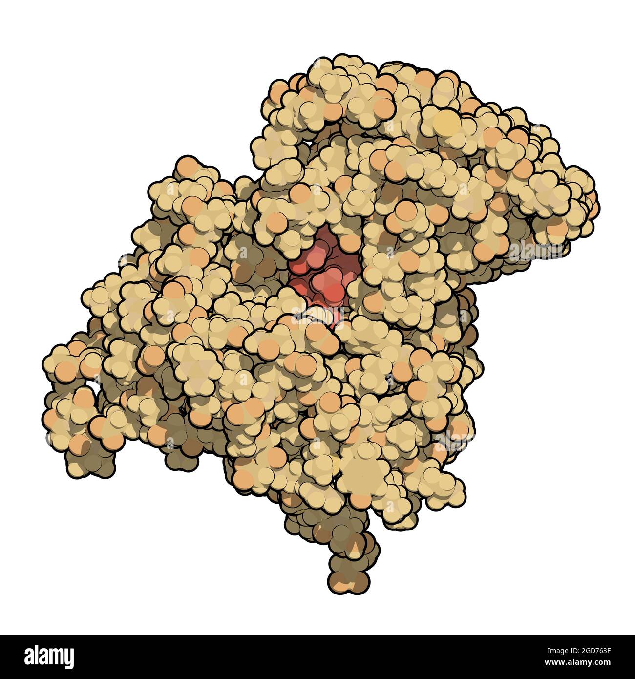 Protein mit intrinsischem Faktor (IF). 3D-Illustration. Stockfoto