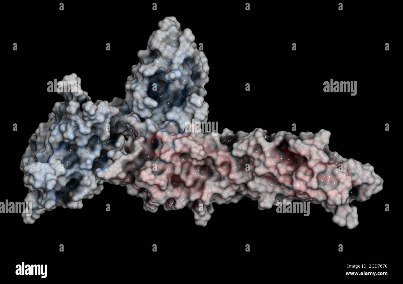 PD-1-Protein gebunden an PD-L1, 3D-Darstellung. Stockfoto