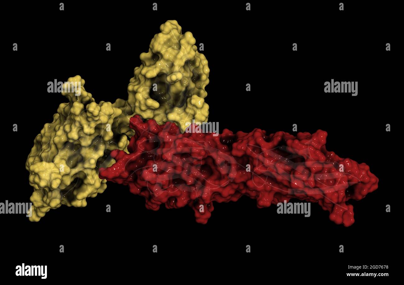 PD-1-Protein gebunden an PD-L1, 3D-Darstellung. Stockfoto