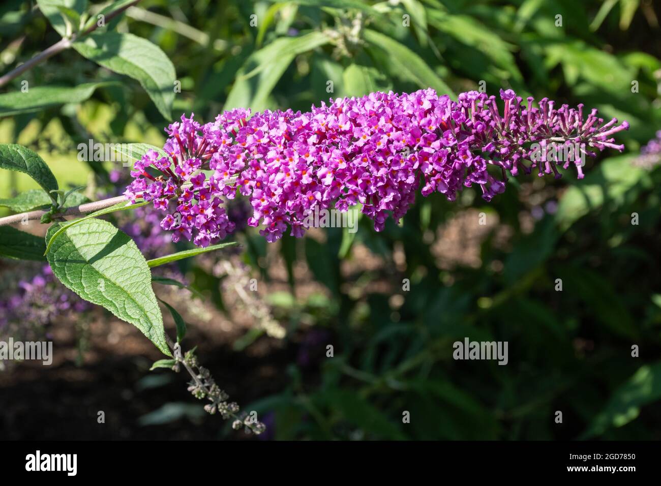 Buddleia davidii Border Beauty (buddleja-Sorte), bekannt als Schmetterlingsbusch, blüht im August oder Sommer in Großbritannien Stockfoto