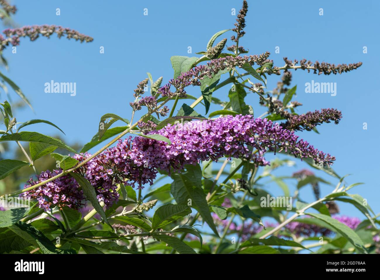 Buddleia davidii Pink Pearl (buddleja-Sorte), bekannt als Schmetterlingsbusch, blüht im August oder Sommer in Großbritannien Stockfoto