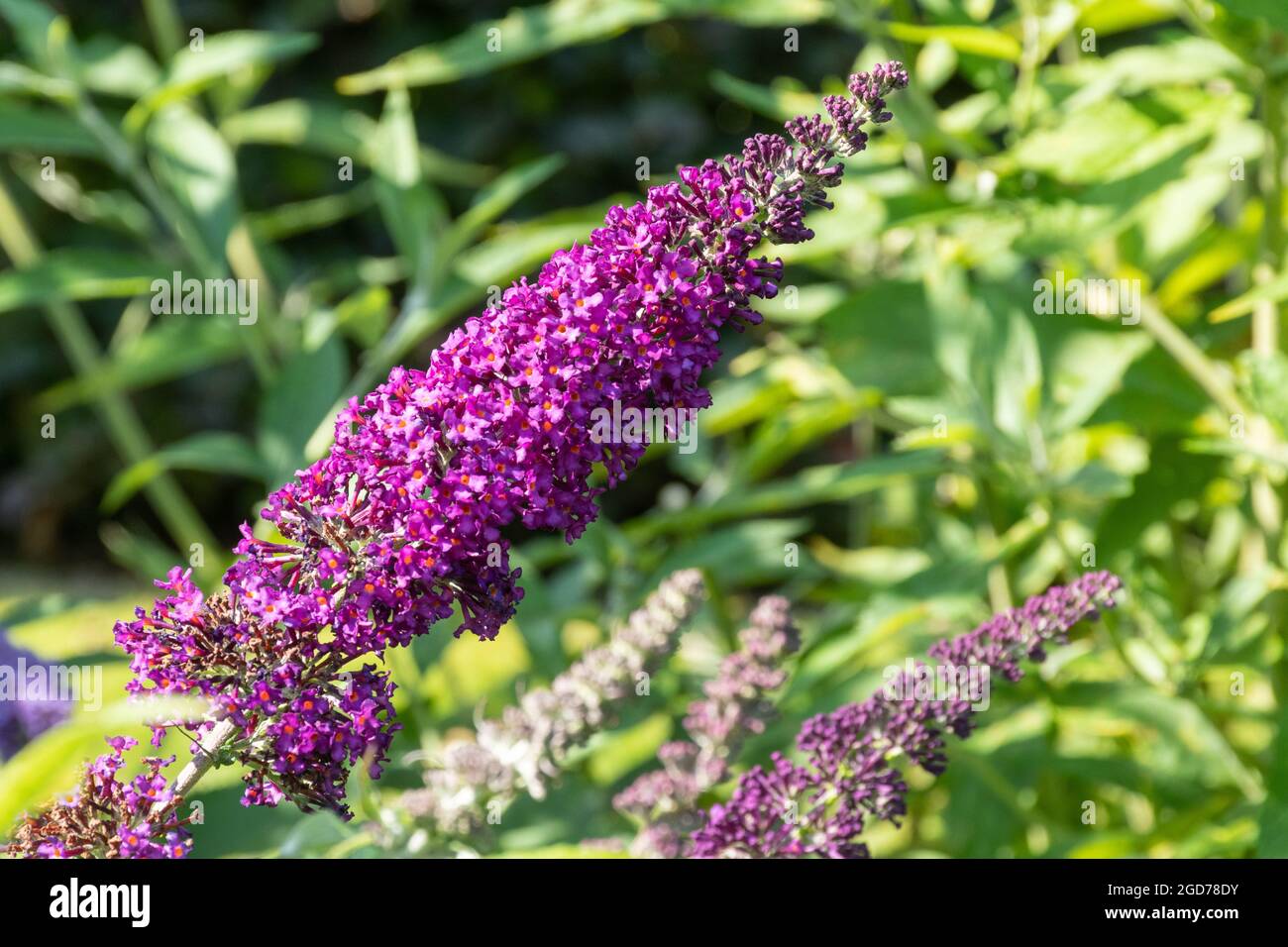 Buddleia davidii Fascination (buddleja-Sorte), bekannt als Schmetterlingsbusch, blüht im August oder Sommer in Großbritannien Stockfoto