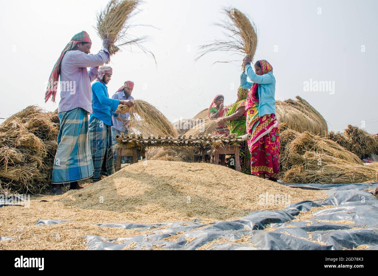 verarbeitung von paddy im ländlichen Westen bengalens in indien Stockfoto