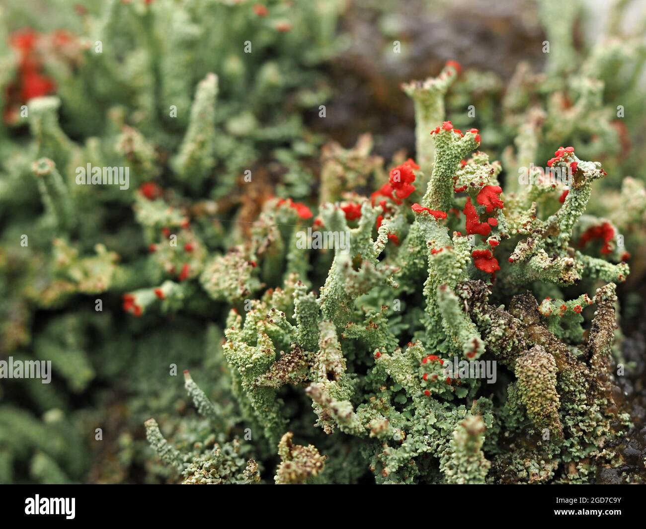 Tiny World - Cladonia cristatella - britische Soldaten Flechten mit roten Fruchtkappen auf grün grauen Stielen in Cumbria England Stockfoto