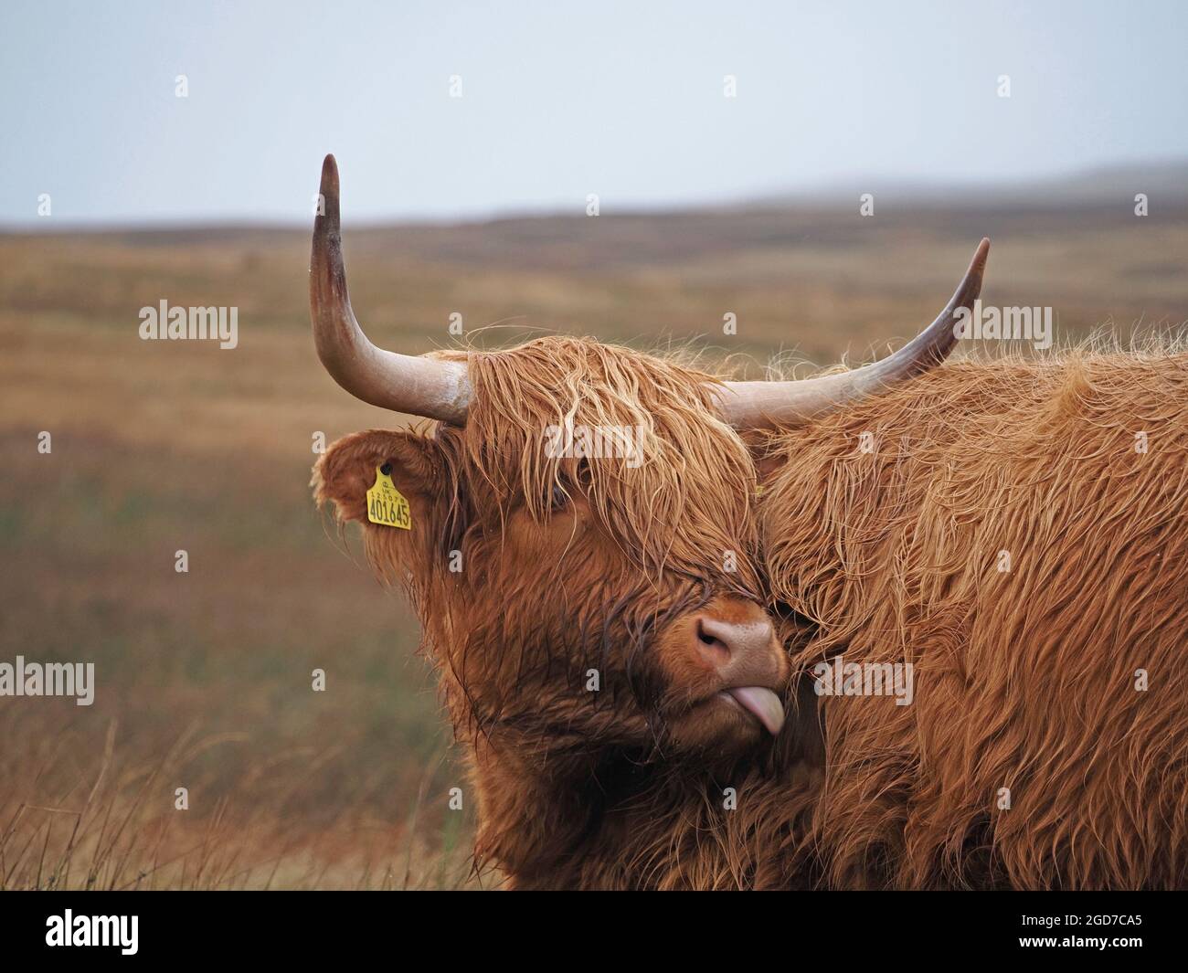 Lange, scharfe Hörner und ein robustes Fell aus unverkennbaren, winterharten Hochland-Rindern, die sich mit der Zunge auf dem Hochland-Moorland in Yorkshire, England, Großbritannien, weiden Stockfoto