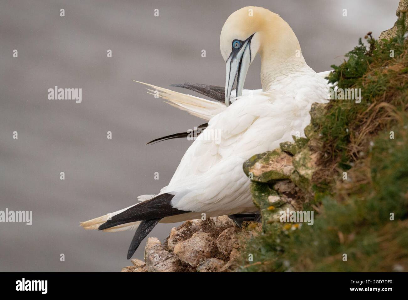 Eine große weiße Gannette (Morus bassanus) reinigt sich auf den Klippen von Bempton in Yorkshire Stockfoto