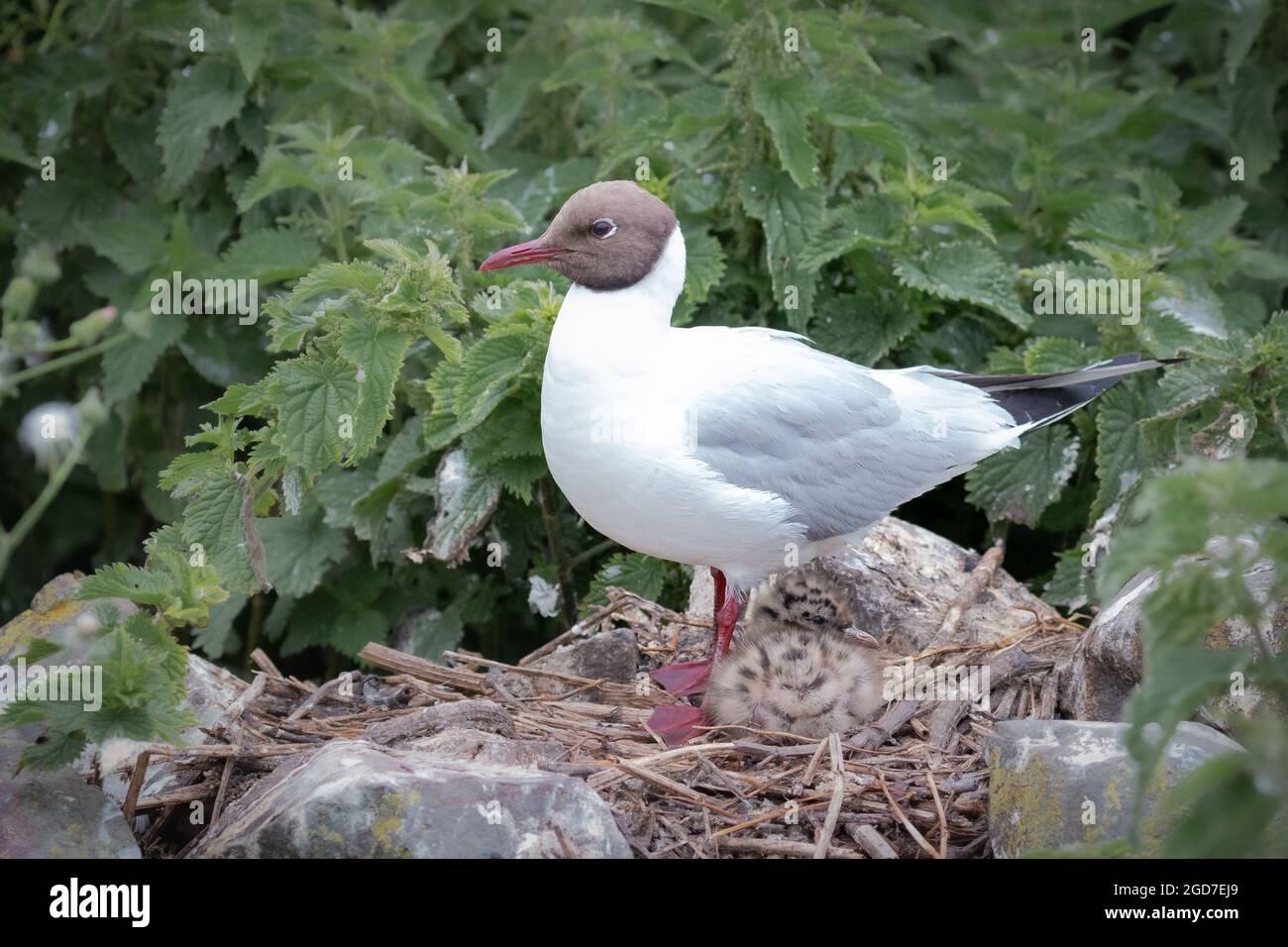 Schwarzkopfmöwe (Chroicocephalus ridibundus), die das Nest schützt, wo ihr Küken vor Raubtieren getarnt hockt Stockfoto