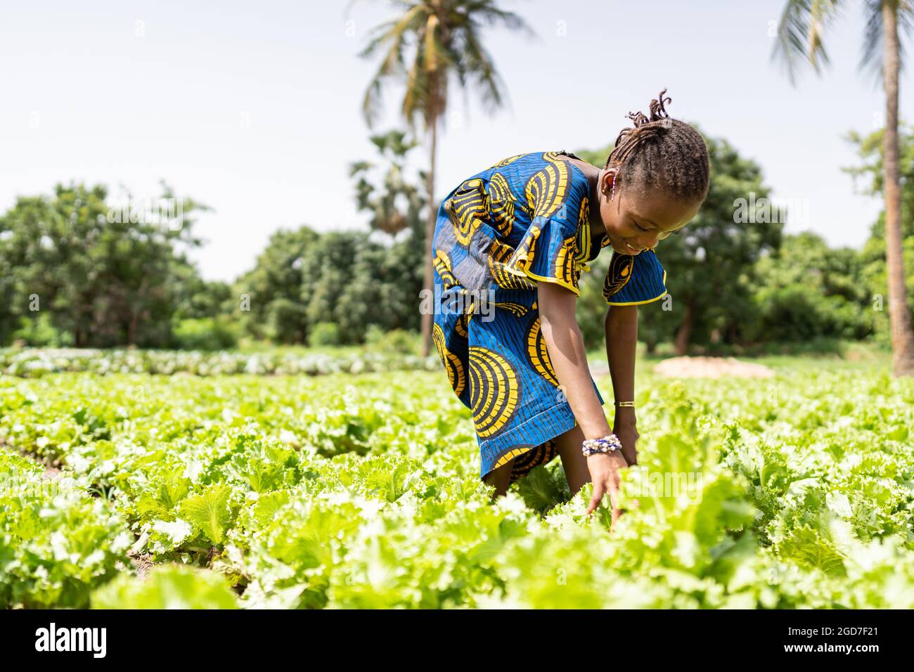 In diesem Bild erntet ein kleines schwarzes Mädchen in einer großen Plantage in Westafrika Salatblätter unter der sengenden Sonne; Kinderarbeit-Konzept Stockfoto