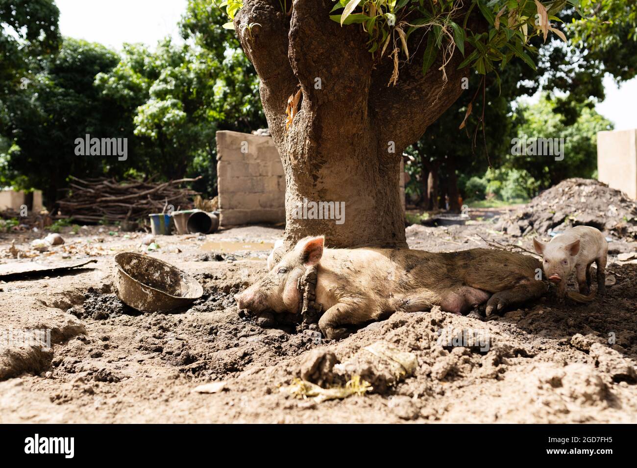 Schwein mit Ferkeln, die im Schlamm unter einem riesigen Mangobaum in einem ländlichen westafrikanischen Dorf liegen; Konzept des Tiermissbrauchs Stockfoto