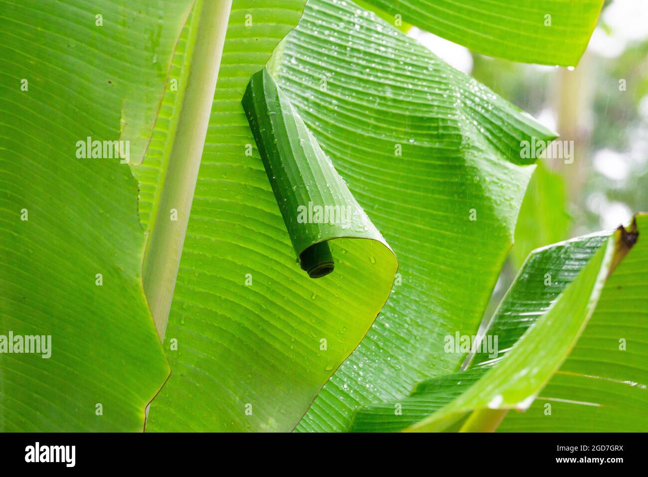 Frische Blatt grüne Banane nach Regen, Wassertropfen darauf Stockfoto