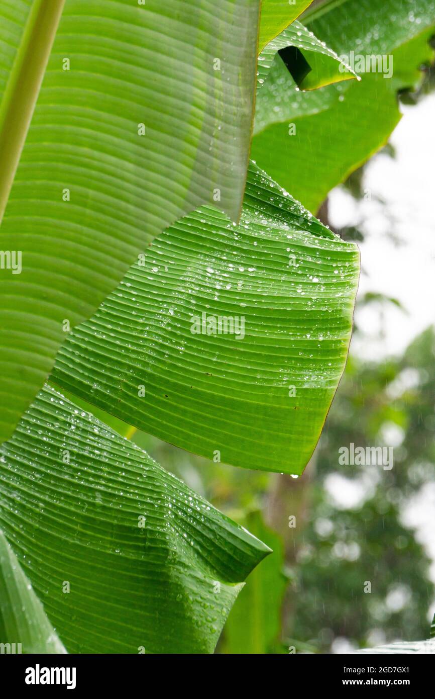 Frische Blatt grüne Banane nach Regen, Wassertropfen darauf Stockfoto