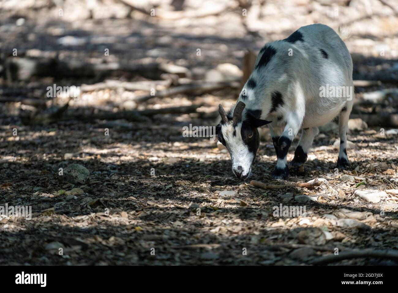 Hausziege (Capra hircus) Stockfoto