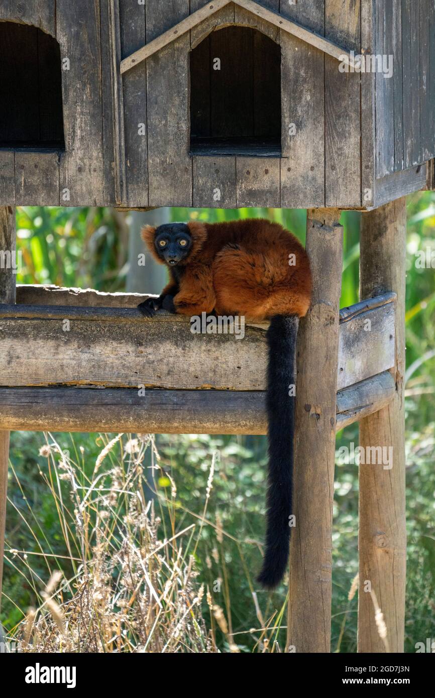Roter, geraffter Lemur (Varecia rubra) in Gefangenschaft in einem Zoo, der die Kamera anschaut Stockfoto