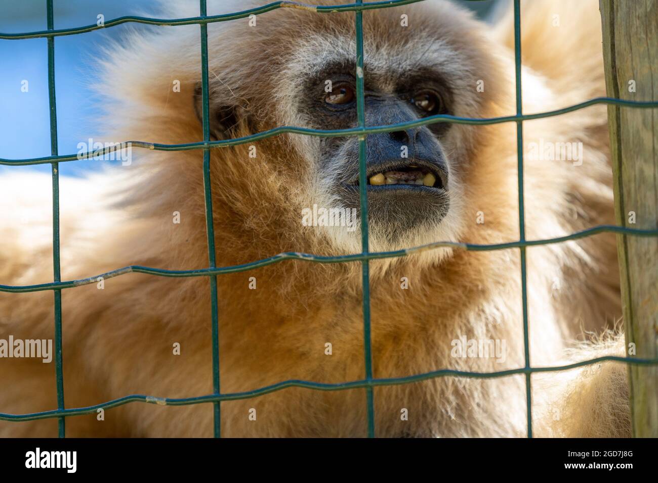 LAR Gibbon, auch bekannt als Weißhand-Gibbon - hylobates lar - in Gefangenschaft in einem Zoo gehalten Stockfoto