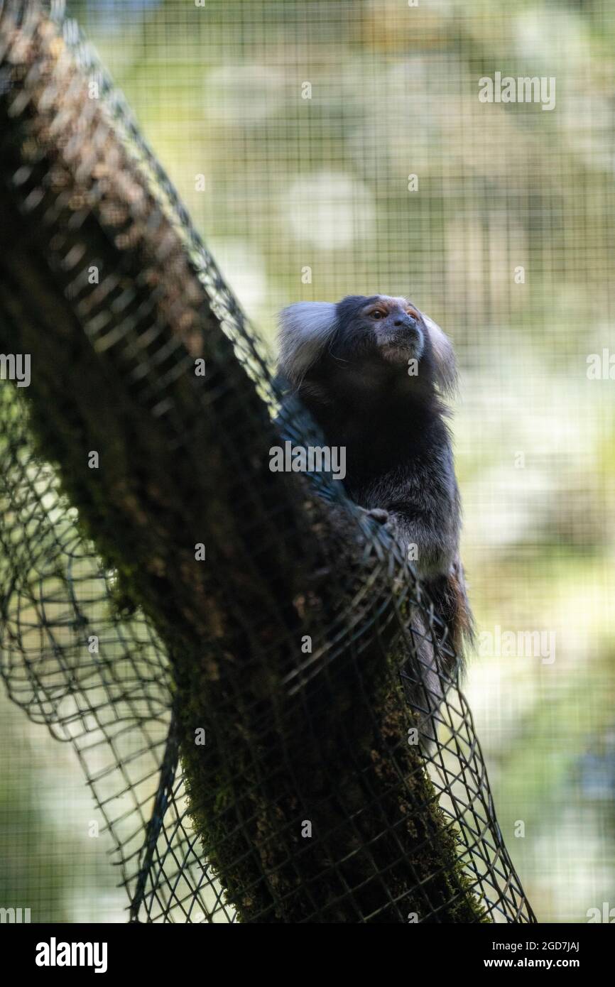 Gewöhnliches Murmeltier - Callithrix jacchus - Primat, der in Gefangenschaft auf einem Baum sitzt Stockfoto