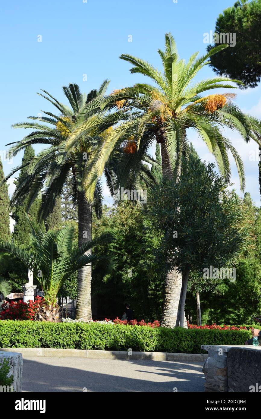 Palmen in den Gärten der Katakomben von St. Callisto - Rom, Italien Stockfoto