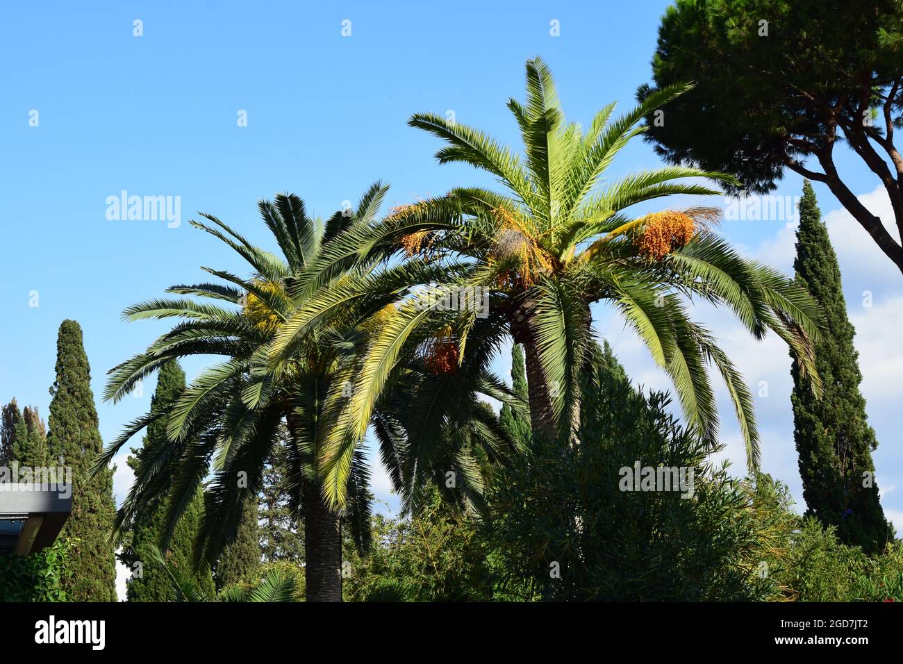 Palmen in den Gärten der Katakomben von St. Callisto - Rom, Italien Stockfoto