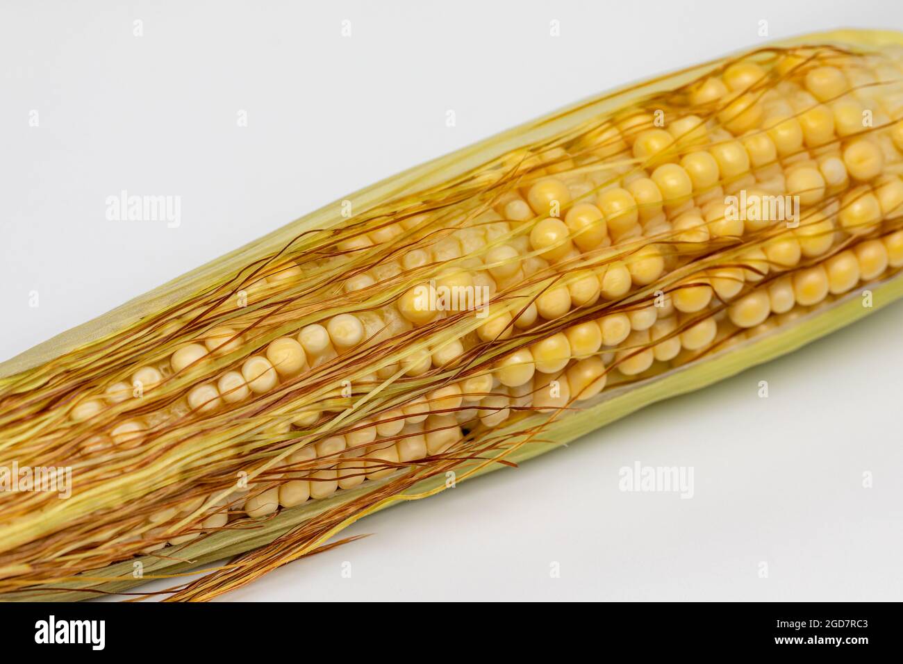 Maisohr mit unvollständigem Kernsatz. Kornfüllung, Wachstumsstufe und Pflanzengesundheitskonzept. Stockfoto