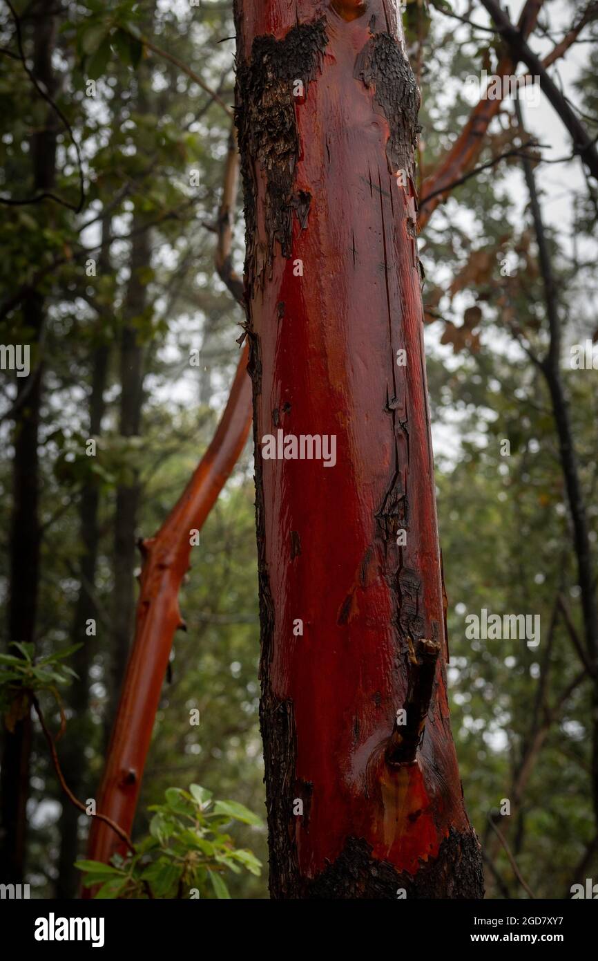 Der rote Glossytrunk von Madrone, Arbutus menziesii, entlang eines Pfades im Robert Louis Stevenson State Park im Napa County, Kalifornien, USA Stockfoto