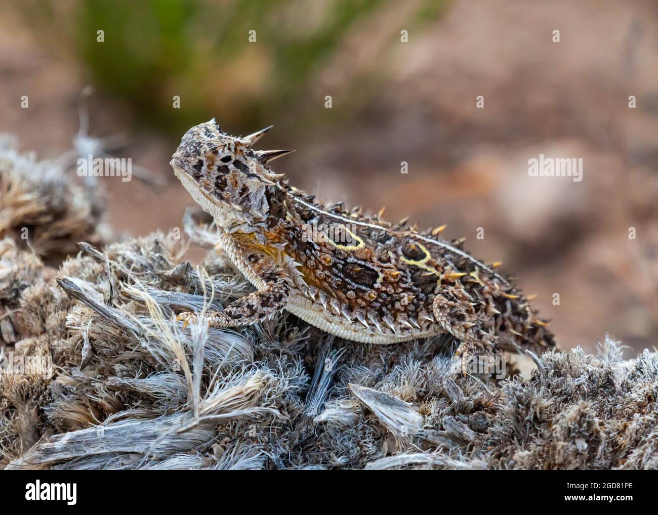 Texas Horned Lizard (Phrynosoma cornutum) in der Wüste im City of Rocks State Park, New Mexico Stockfoto