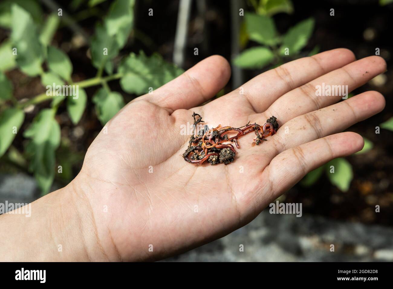 Hand hält Klumpen von roten wrigglers Regenwürmer gegen Pflanzen im Hintergrund. Sie werden in der Vermicomposting verwendet, um die Bodenqualität zu verbessern Stockfoto