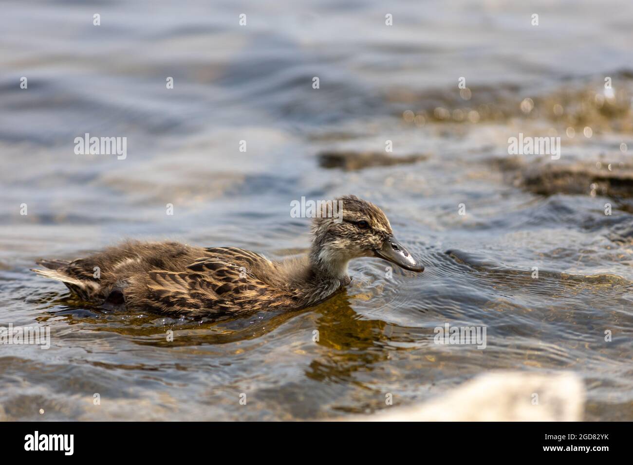 Eine junge Stockente (Anas platyrhynchos), oder Ente, schwimmt im seichten Wasser. Stockfoto