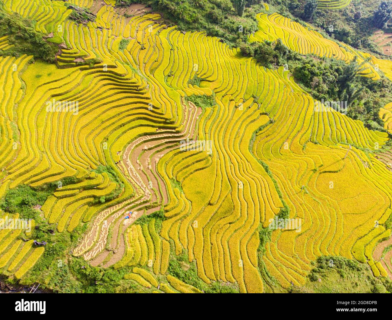 Y Ty schöne Reisterrasse in der Provinz Lao Cai im Norden Vietnams Stockfoto