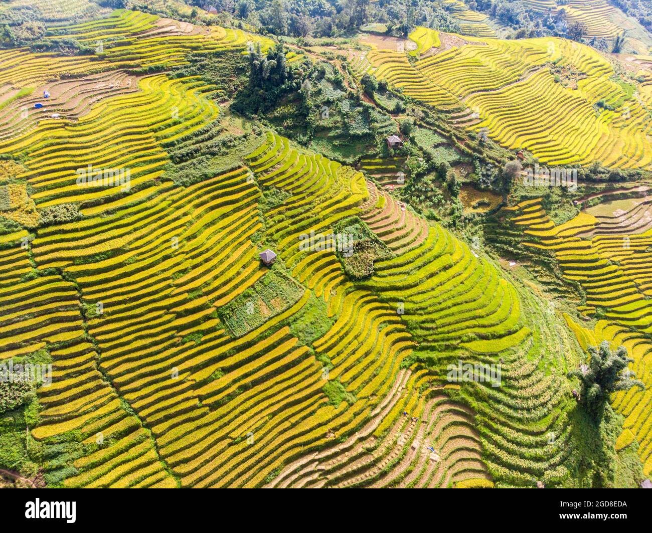 Y Ty schöne Reisterrasse in der Provinz Lao Cai im Norden Vietnams Stockfoto