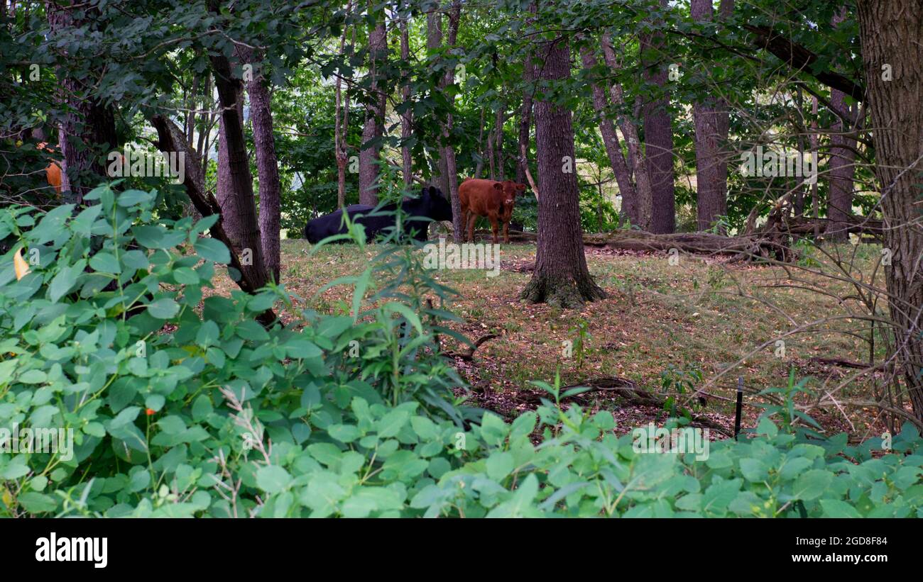 Eine schwarze Kuh und ein braunes Kalb im Wald Stockfoto