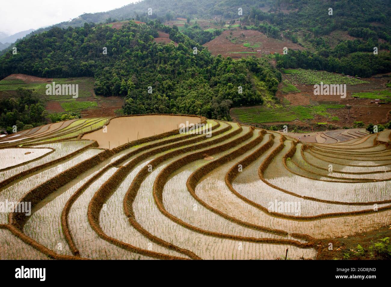 Y Ty schöne Reisterrasse in der Provinz Lao Cai im Norden Vietnams Stockfoto