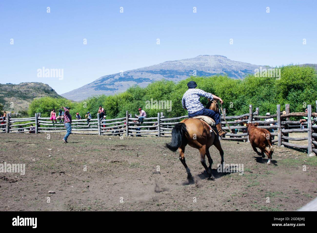 COCHRANE, CHILE - 31. Jan 2016: Gaucho zu Pferd auf der Jagd nach Kalb. Patagonien. Region de Aysen. Stockfoto