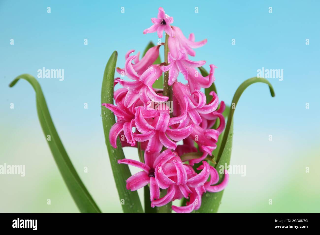 Heilige Hyazinthe Stockfotos Und Bilder Kaufen Alamy