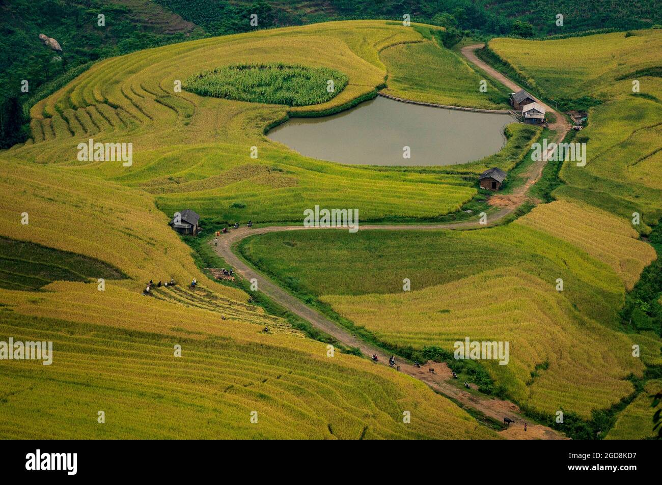 Y Ty schöne Reisterrasse in der Provinz Lao Cai im Norden Vietnams Stockfoto