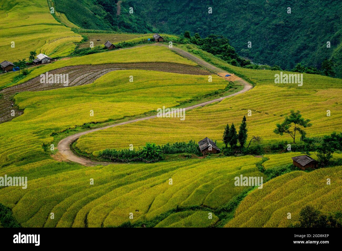 Y Ty schöne Reisterrasse in der Provinz Lao Cai im Norden Vietnams Stockfoto