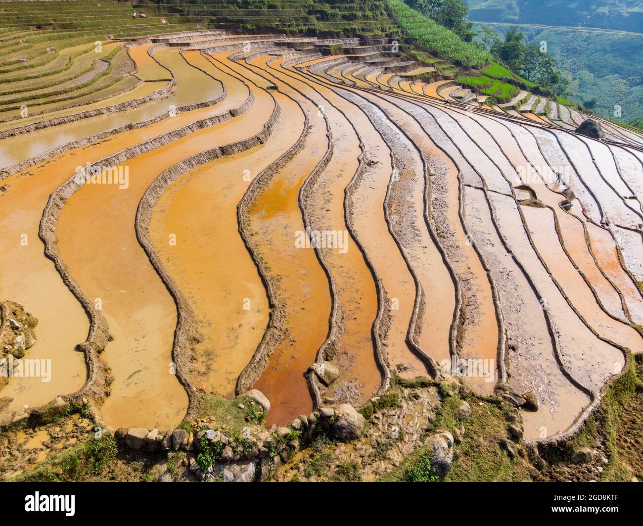 Y Ty schöne Reisterrasse in der Provinz Lao Cai im Norden Vietnams Stockfoto