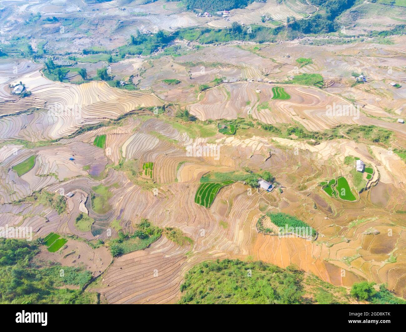 Y Ty schöne Reisterrasse in der Provinz Lao Cai im Norden Vietnams Stockfoto