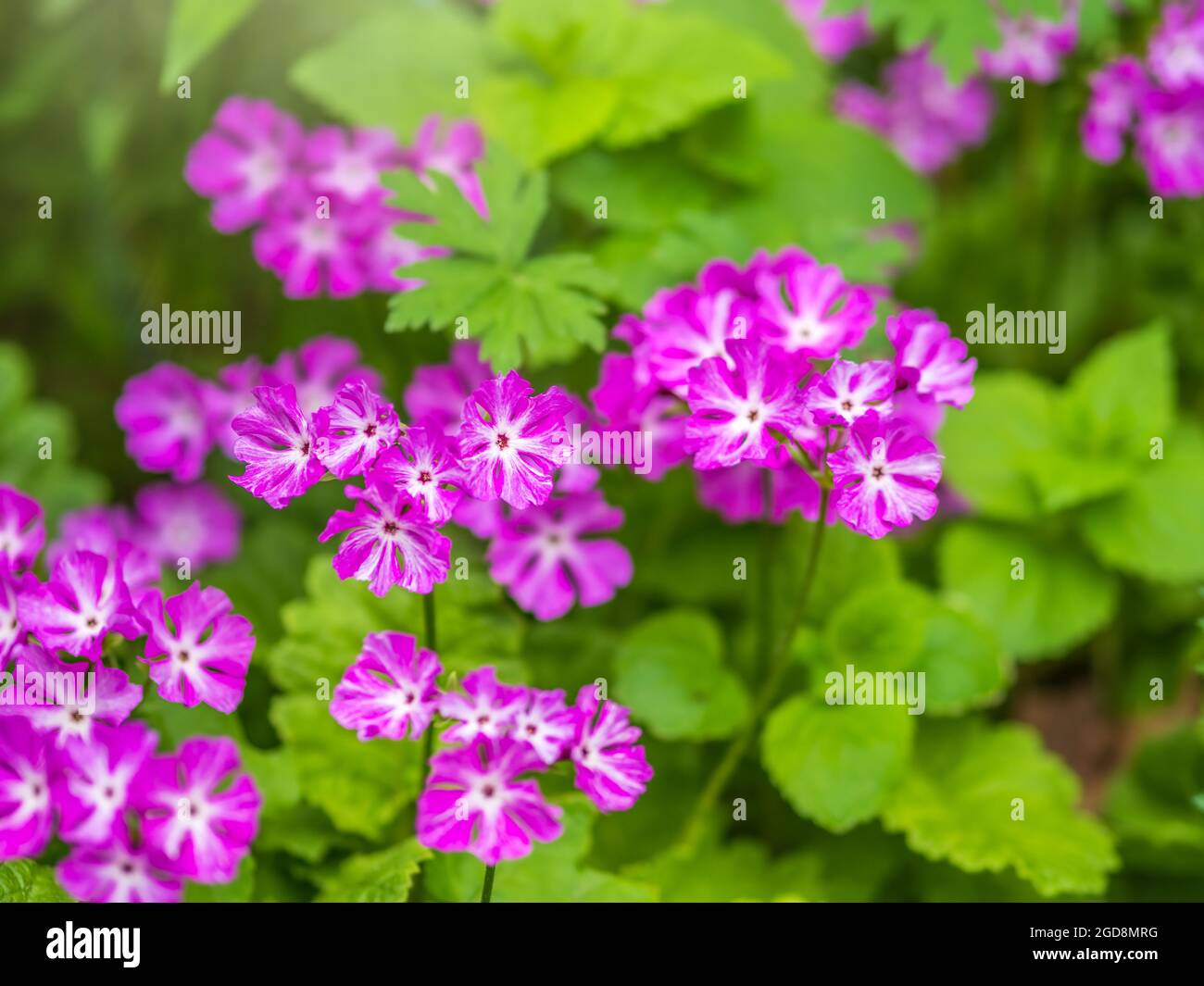 Schöne lila Blüten Japanische Primel, Primula sieboldii, auch bekannt als Asiatische Primel und Cortusoides primula. Ein weiterer wissenschaftlicher Name ist Prim Stockfoto