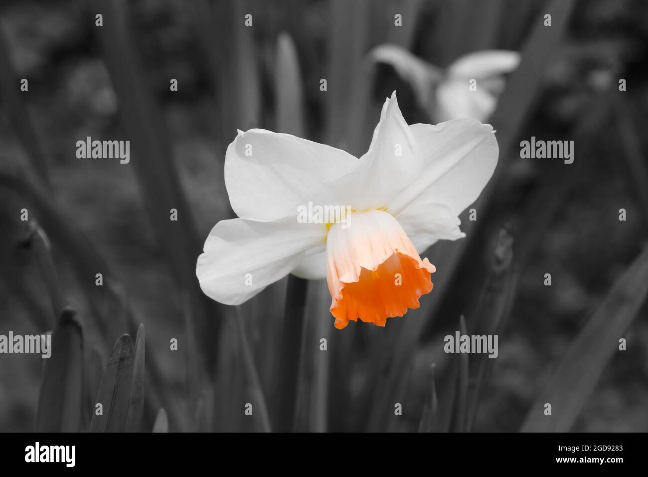 Schwarzweiß-Foto. Blühende Narzisse im Garten. Stockfoto