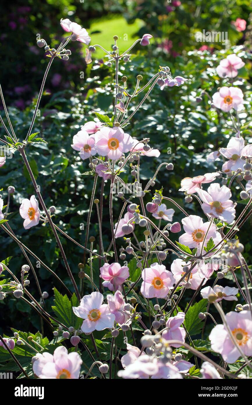 Japanische Anemone Blumen (Anemone Hupehensis) Stockfoto