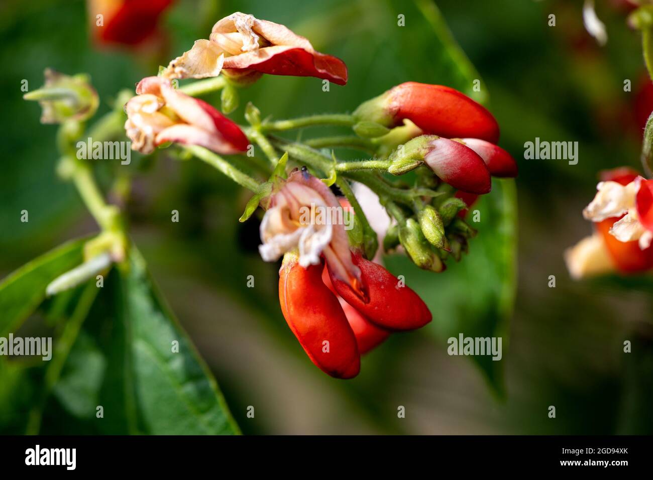 Zwergläufer-Bohne Hestia in Blüte Stockfoto