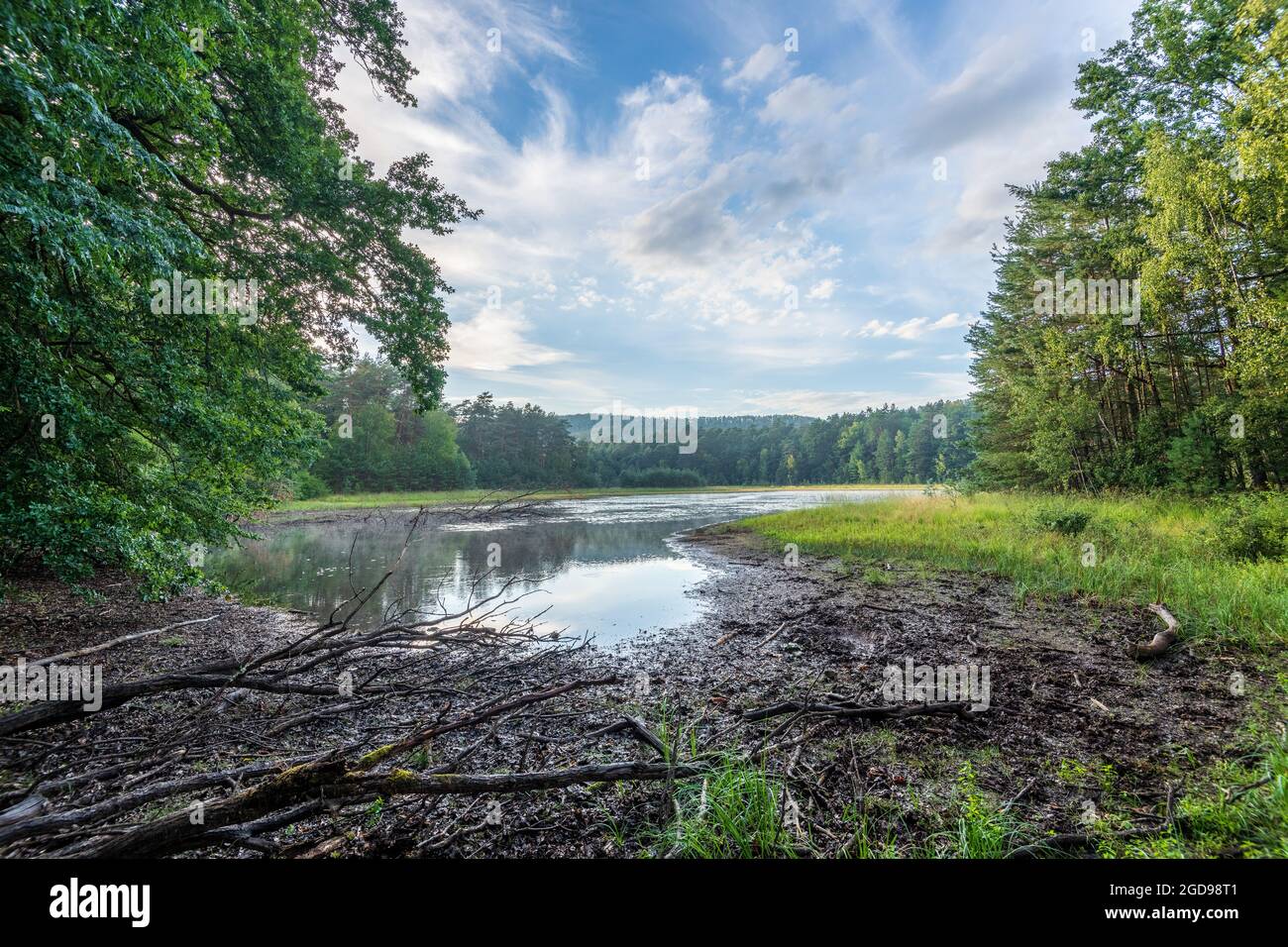 Paysage de tourbières, Frankreich, Moselle, été Stockfoto