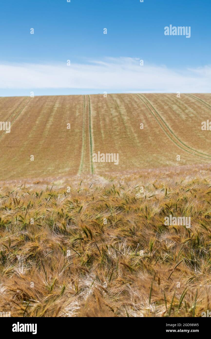 Barley Field, Frankreich, Pas de Calais, Sommer Stockfoto