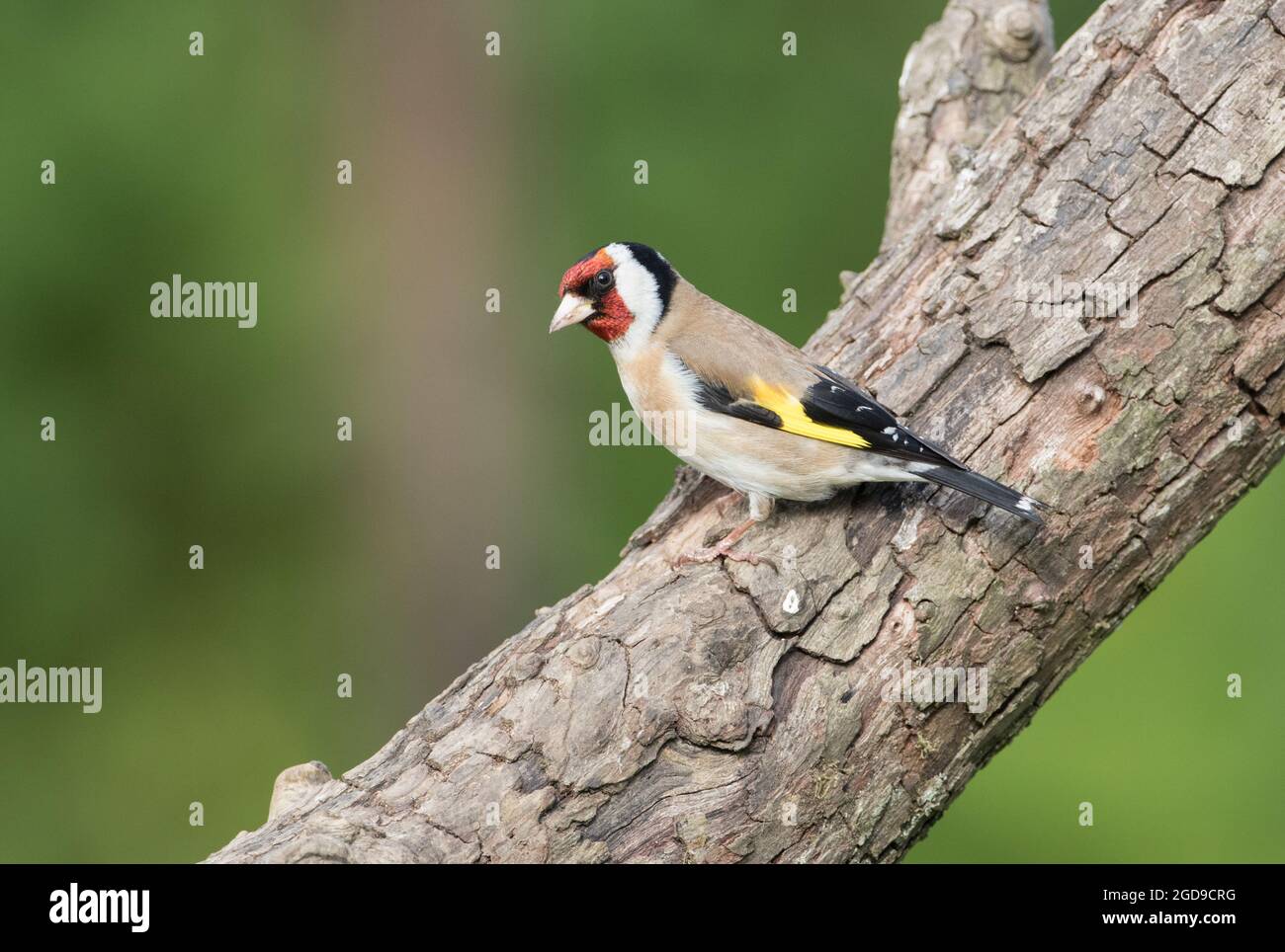 Goldfinch, High Batts Nature Reserve, North Yorkshire Stockfoto