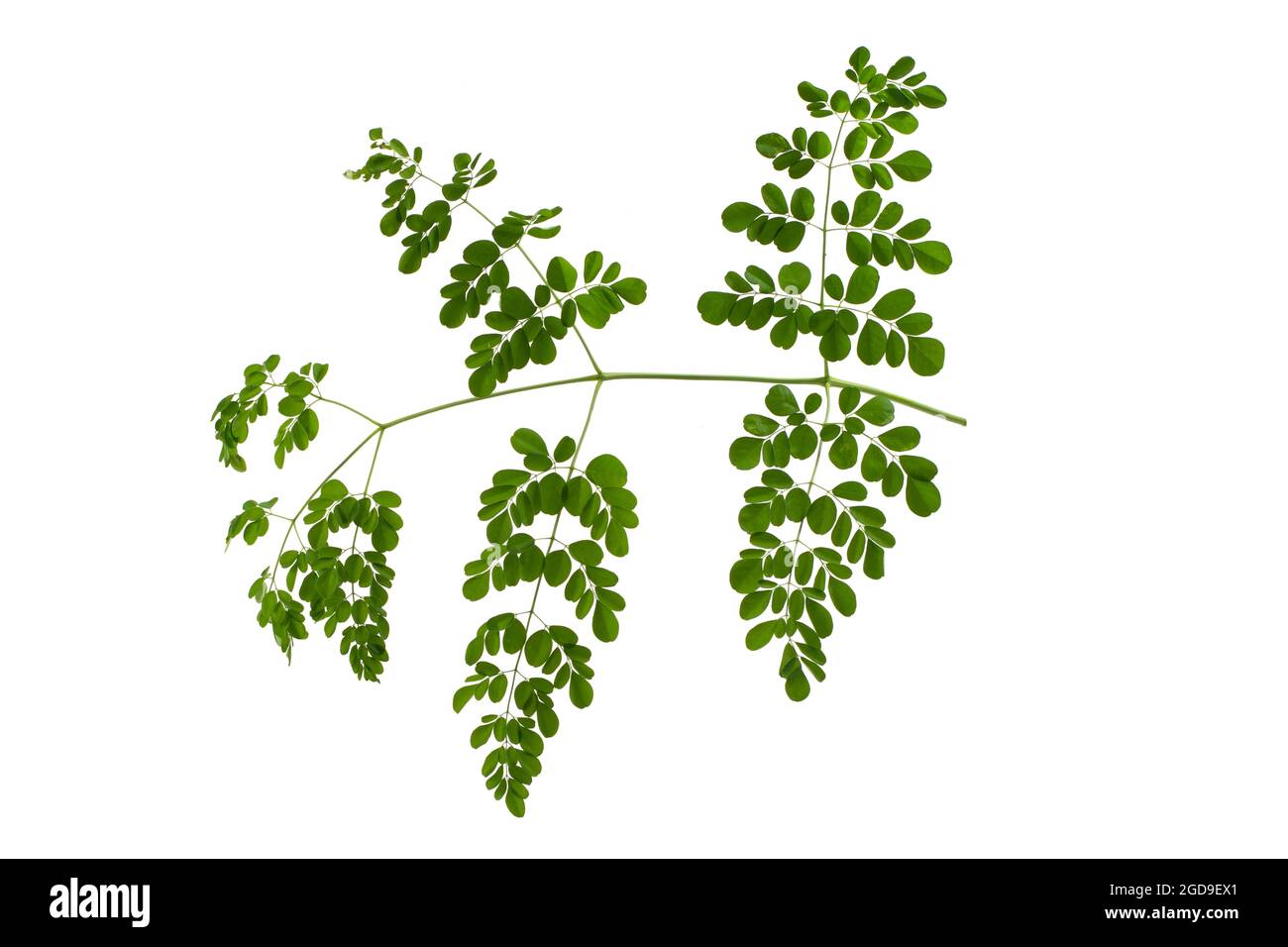 Moringa oleifera isoliert auf weißem Hintergrund Stockfoto